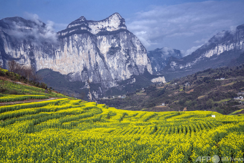 絶壁の下で金色に輝く 花の海 湖北省の菜の花畑が満開 写真5枚 国際ニュース Afpbb News