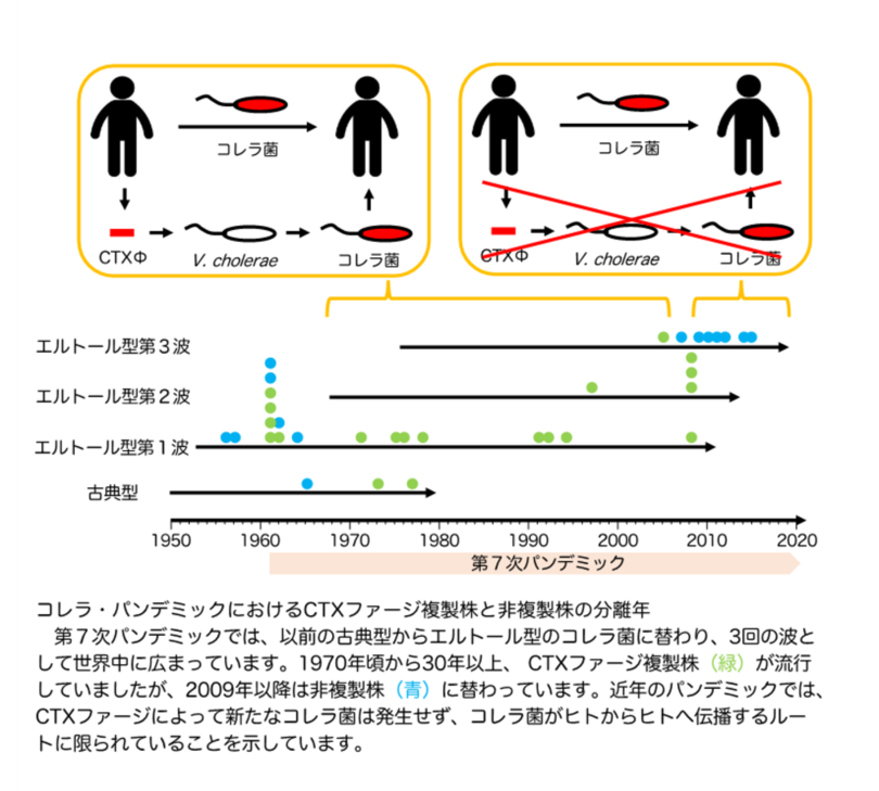 コレラ パンデミックの伝播ルートに変化 法政大学 今村大輔准教授ら研究グループが近年のコレラ流行株はコレラ毒素遺伝子を持つファージのゲノムを複製できないことを発見 写真1枚 国際ニュース Afpbb News