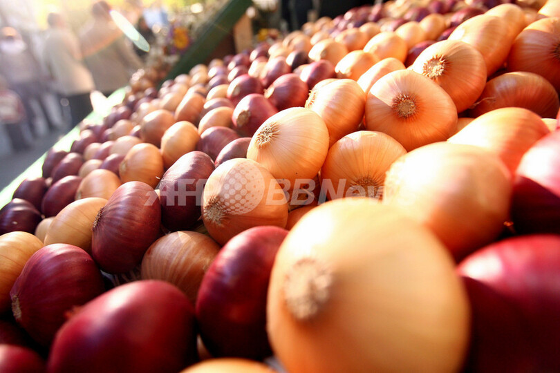 「涙の出ないタマネギ」の開発に成功