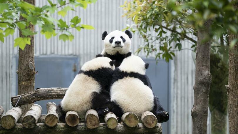 パンダ「珍珍」の授乳タイム　中国四川省