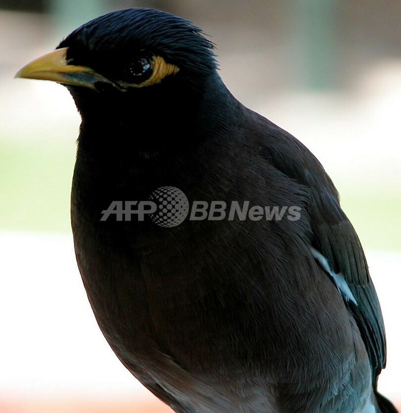 九官鳥にののしられた男性 飼い主を訴える 台湾 写真1枚 国際ニュース Afpbb News