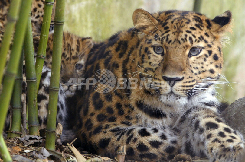 アムールヒョウの3つ子の赤ちゃん、フランス