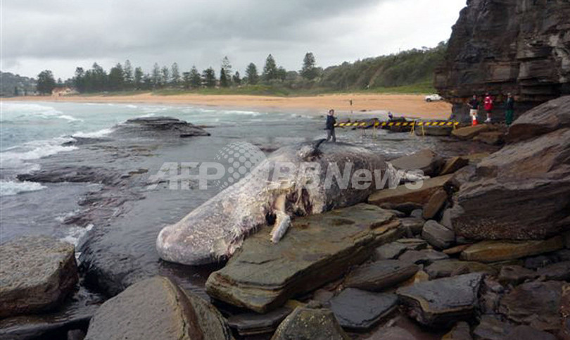 シドニーの浜辺にマッコウクジラの死骸、大きすぎて撤去に苦慮 豪 シドニーの浜辺にマッコウクジラの死骸、大きすぎて撤去に苦慮 豪