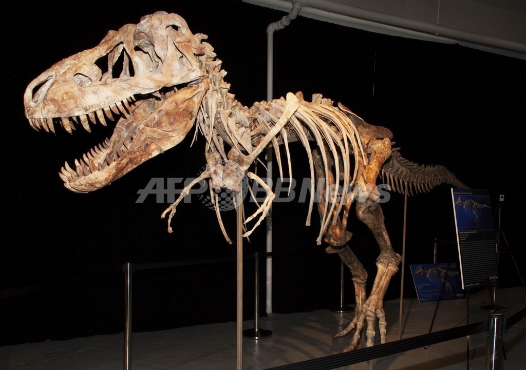 8000万円で落札のティラノサウルス化石 モンゴル返還求める訴訟へ 写真1枚 国際ニュース Afpbb News