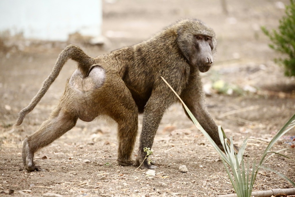 実験動物のヒヒ3頭が医学研究所から脱走、米テキサス 実験動物のヒヒ3頭が医学研究所から脱走、米テキサス