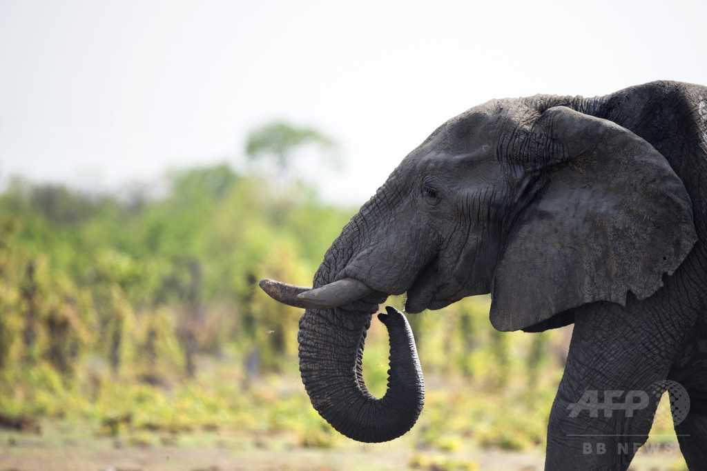 50歳超の 国宝級 巨大ゾウ ドイツ人観光客が射殺 ジンバブエ 写真1枚 国際ニュース Afpbb News