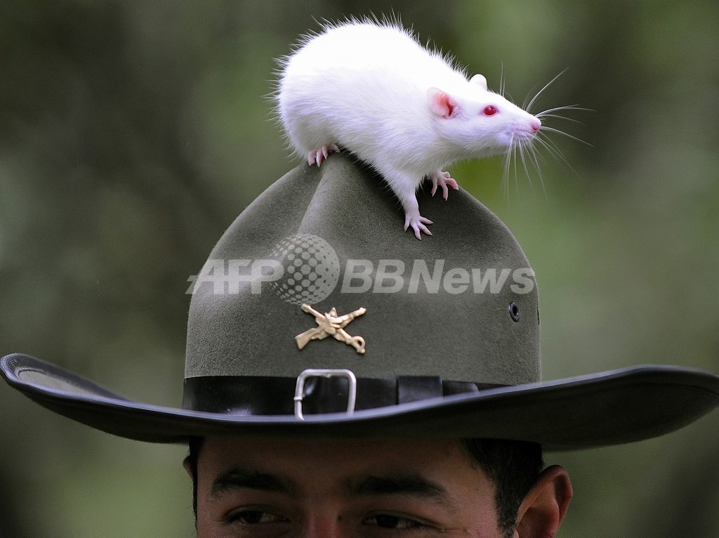ネズミの意思決定力、人間と同程度? 米研究 ネズミの意思決定力、人間と同程度? 米研究