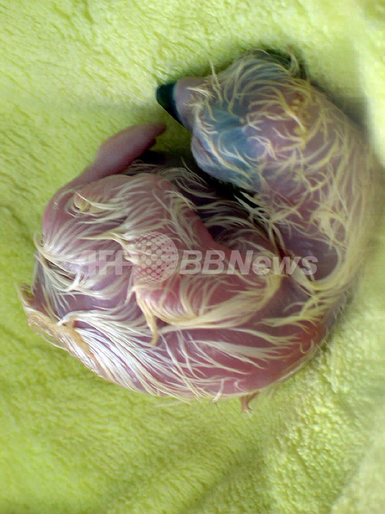 絶滅の危機にあるフィリピンワシ、飼育センターでひなが無事にふ化