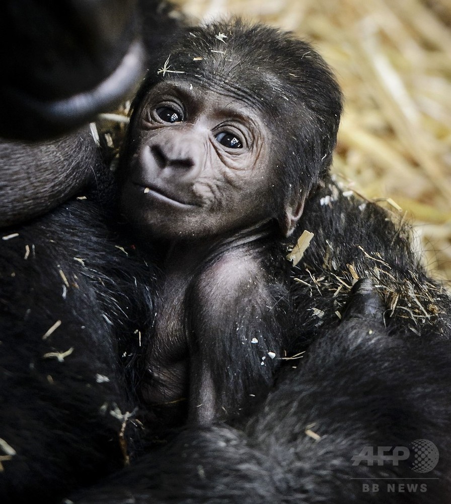 ママにだっこされるニシローランドゴリラの赤ちゃん オランダ 写真3枚 国際ニュース Afpbb News