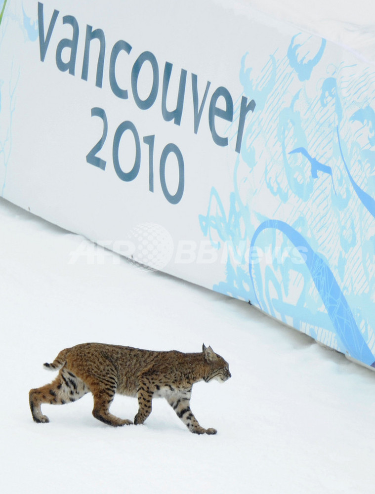 五輪選手をオオヤマネコも歓迎 滑降のコースにふらり登場 写真6枚 国際ニュース Afpbb News