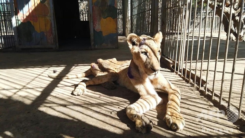国際ニュース：AFPBB News動画：スーダンの「痩せこけた」ライオン、5頭のうち1頭死ぬ