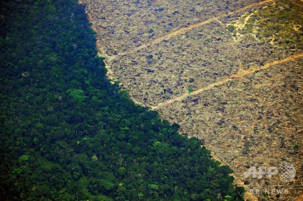 牛肉と大豆 アマゾン森林火災に関わるブラジルの2大産業 写真12枚 国際ニュース Afpbb News