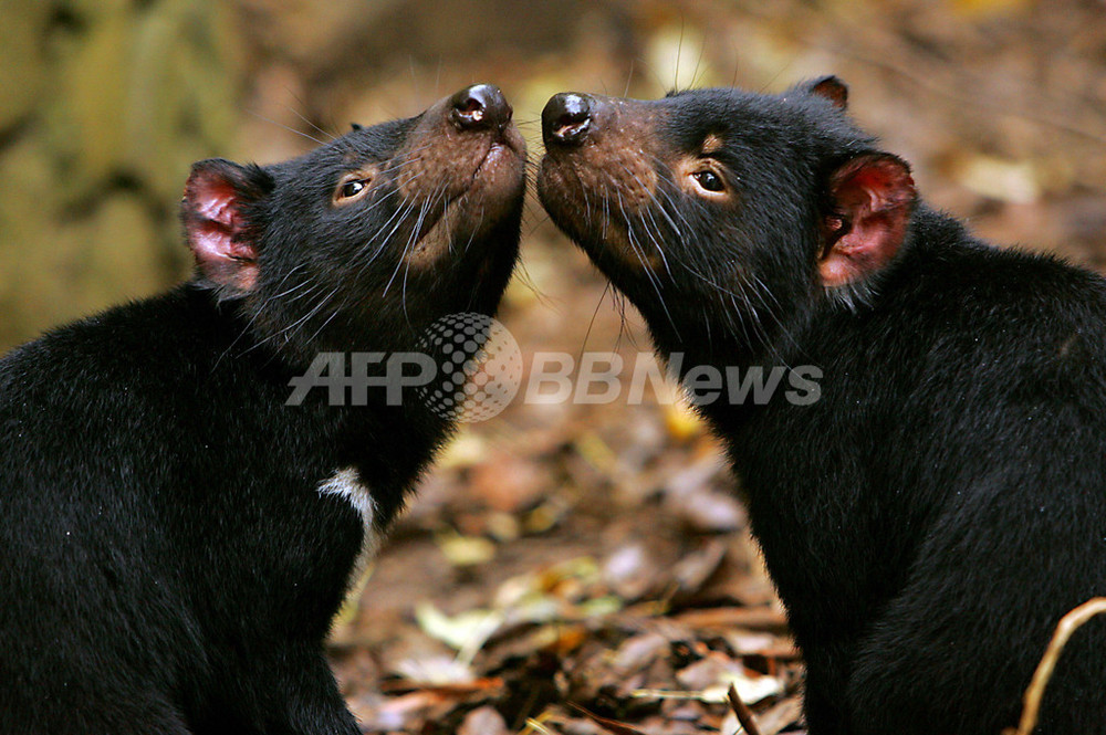 タスマニアデビル、ついに絶滅危ぐ種に指定 写真3枚 国際ニュース