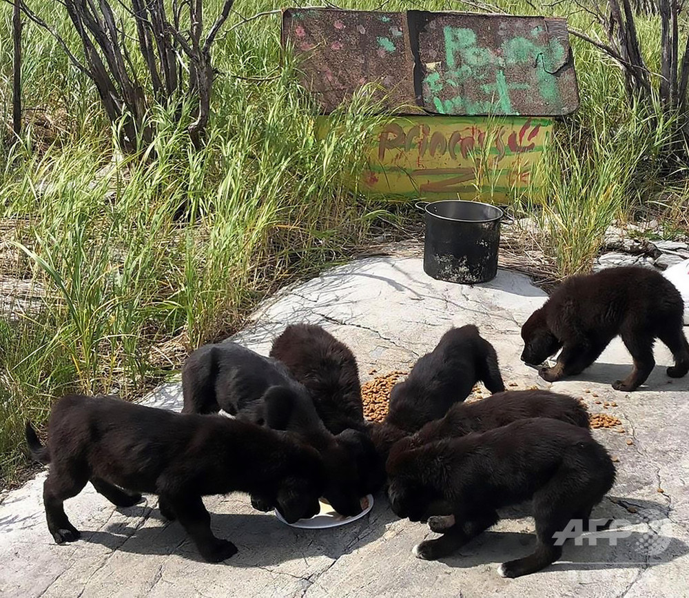無人島で生後4か月の子犬7匹保護 カナダ 写真1枚 国際ニュース Afpbb News