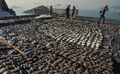 香港の工場屋上で天日干しされるサメのヒレ（2013年1月2日撮影、資料写真）。(c)AFP/Antony DICKSON
