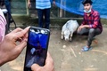 バングラデシュ・チャリグラムの農場で飼育されている体高51センチの牛「ラニ」の写真を撮る人々（2021年7月6日撮影）。(c)Munir Uz zaman / AFP