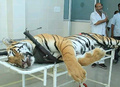 インド西部マハラシュトラ州ナグプールで、検視に付される「T1」の死骸（2018年11月3日撮影）。(c)AFP