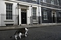英ロンドン・ダウニング街11番地前を歩く猫のラリー（2021年10月26日撮影、資料写真）。(c)JUSTIN TALLIS / AFP