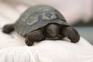 ガラパゴスゾウガメの赤ちゃんお披露目 飼育下で誕生は仏初