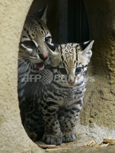独ミュンヘンの動物園でオセロットの赤ちゃん公開 写真2枚 国際
