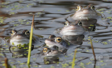 カエル、恐竜絶滅後に「爆発的」増加 最新研究 写真1枚 国際ニュース