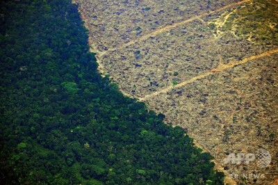 牛肉と大豆 アマゾン森林火災に関わるブラジルの2大産業 写真12枚 国際ニュース afpbb news