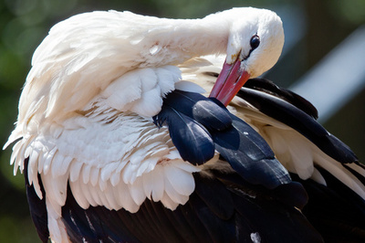 春だもの、くつろぐ動物たち ドイツ