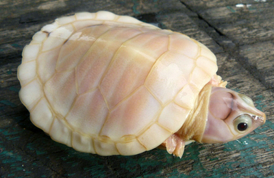 アルビノのカメが誕生 ブラジル・タパウアの生物保護区