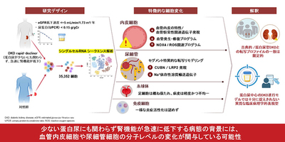 【横浜市立大学】蛋白尿が少ないにも関わらず腎機能が急速に低下する糖尿病関連腎臓病(DKD)の腎細胞特性を明らかに