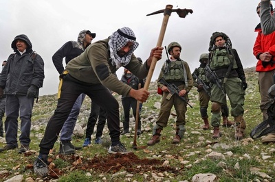 パレスチナ人がオリーブ植樹、ヨルダン側西岸 イスラエルは軍を派遣