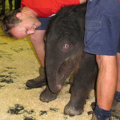 豪メルボルン動物園で初、ゾウの赤ちゃん誕生