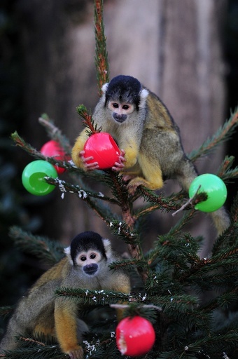 ツリーに登るリスザルに大好物プレゼント