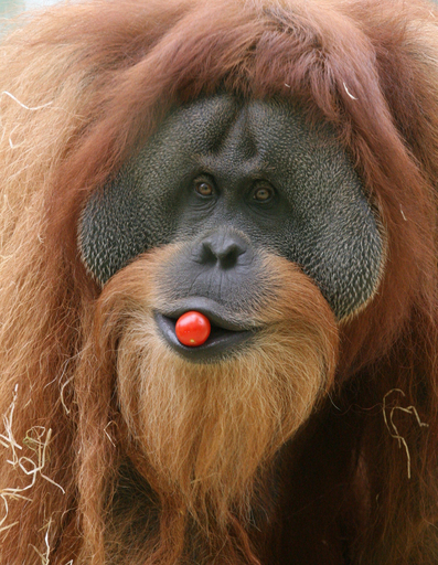 ドイツにオランウータン天国