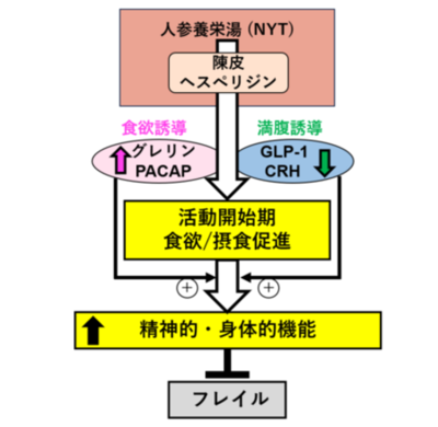 早朝食欲促進による高齢フレイル改善法を発見