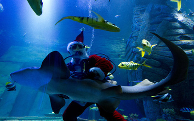 サンタクロース、サメと遊泳　ドイツ