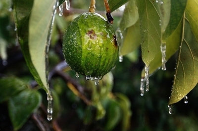 アボカドも凍えています、米フロリダの寒波