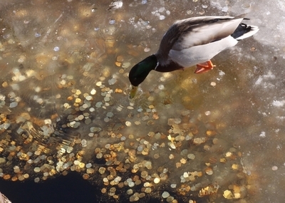 重すぎ！労使紛争の10万円を硬貨で支払い、ロシア