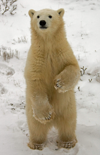 政府事業の絶滅危惧種への影響を事前調査、オバマ大統領が復活を表明