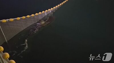 韓国・釜山の人気サメ、海への誘導後に戻ってきた…防護ネット付近を泳ぐ姿を確認