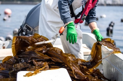 From soup stock to supercrop: Japan shows off its seaweed savvy