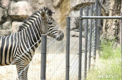 韓国で“ユーチューブスター”になった動物たち