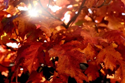 季節はすっかり秋、木々の葉色づく独西部