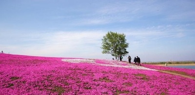 30ヘクタールの芝桜、広がる花のじゅうたん 中国・江蘇