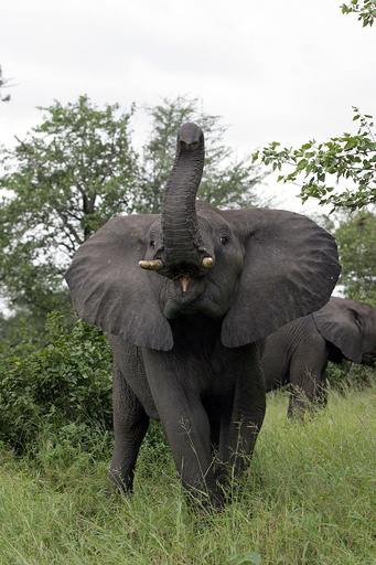 サイ密猟者、ゾウに踏みつぶされ死体はライオンの餌に 南ア