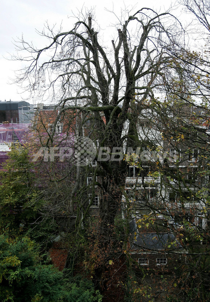 「アンネ」のクリの木、地元住民らの反対で伐採中止に