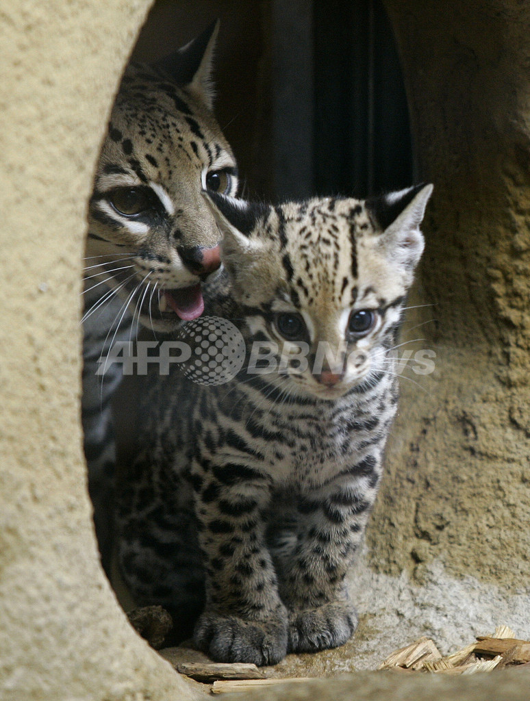 独ミュンヘンの動物園でオセロットの赤ちゃん公開 写真2枚 国際ニュース Afpbb News