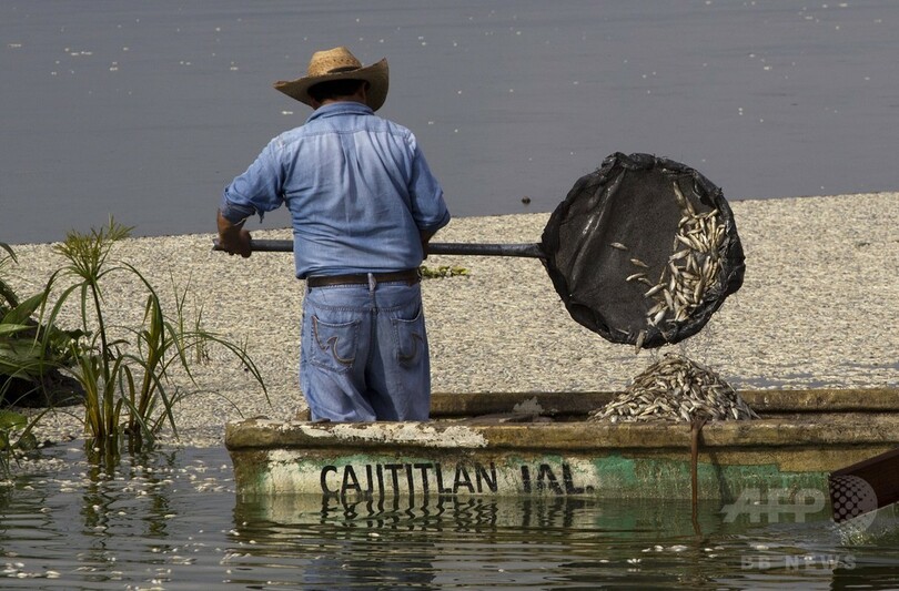 メキシコの潟湖に魚の死骸50トン、今年4度目の大量死