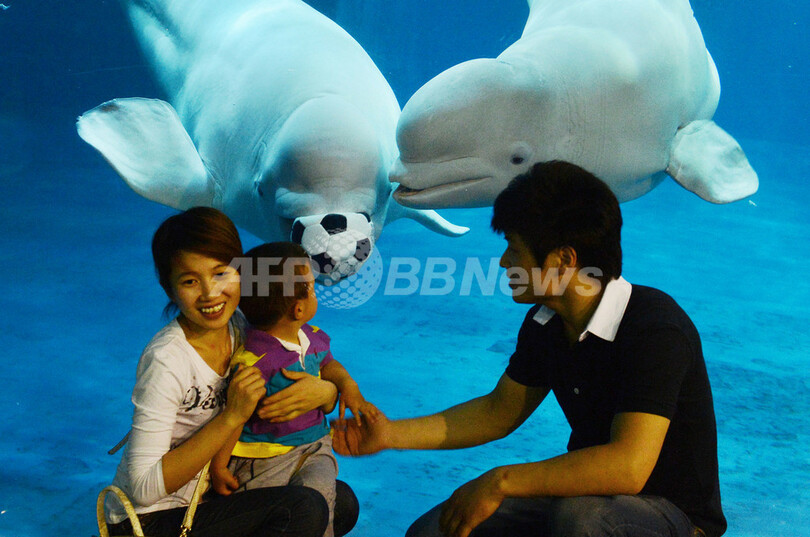 中国最大の水族館、北京海洋館