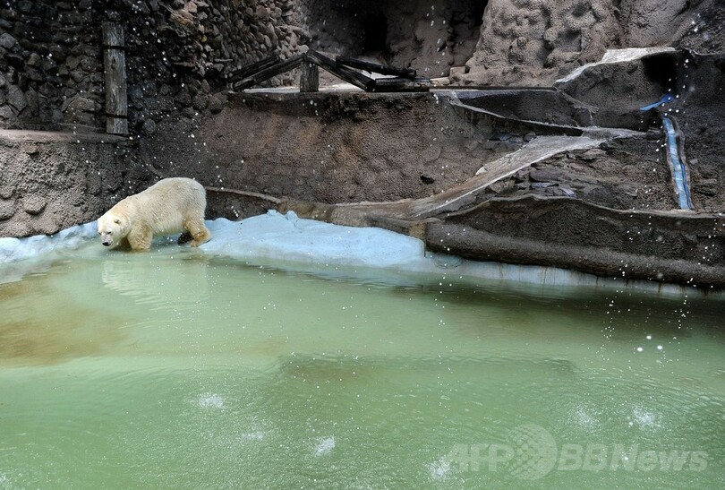 悲しみに暮れるホッキョクグマ、カナダ移住に回復の望み