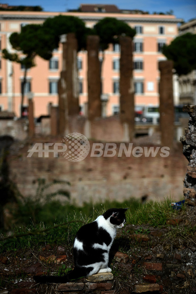 「遺跡ネコ」追い出さないで！ローマ市の弁解は…
